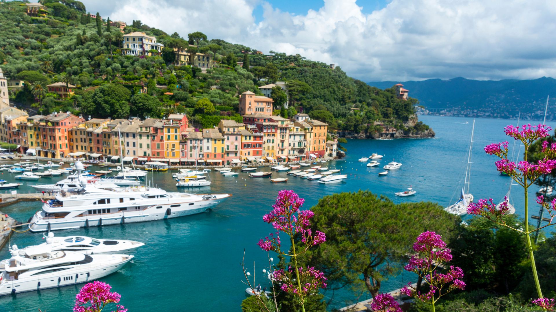 Colorful harbour town on the Italian Riviera with yachts, pastel houses and pink flowers in the foreground